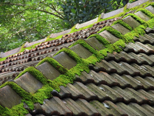 Démoussage de toiture à Jouy-en-Argonne